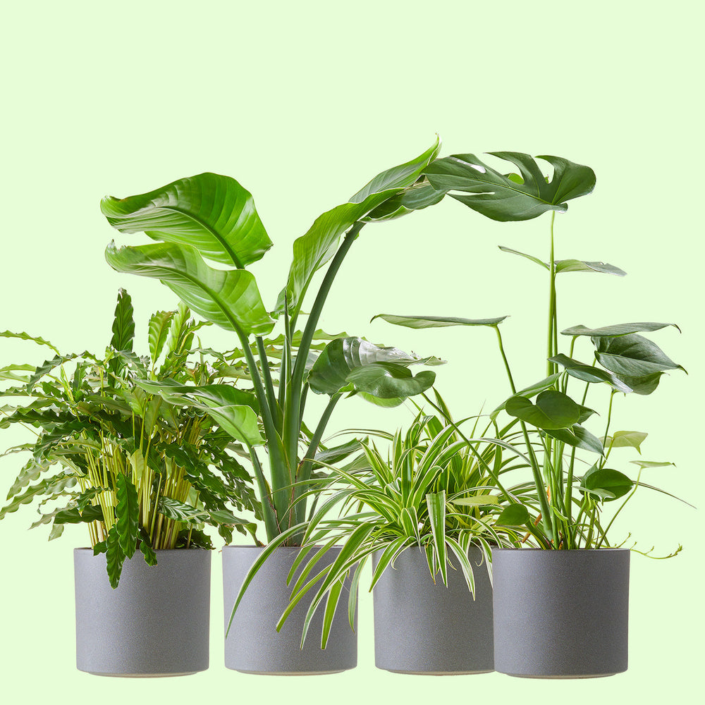 De beste kantoorplanten: zo kies je groen dat écht bij jullie werkplek past