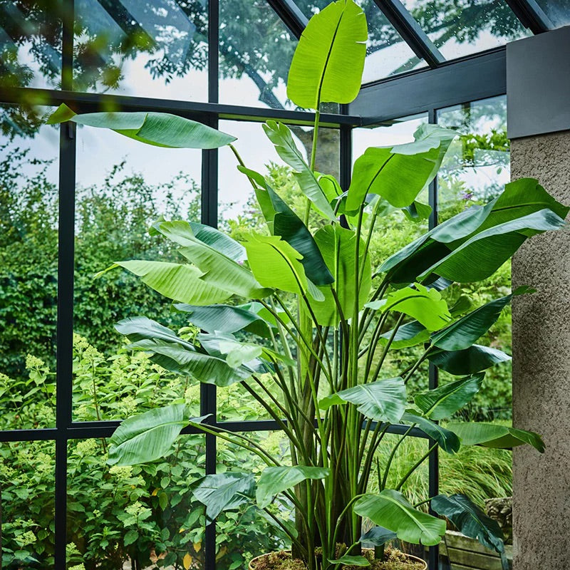 Zijden planten