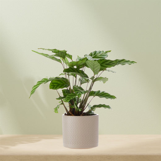 Calathea (inclusief pot!)
