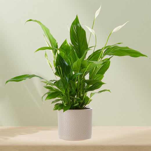 Lepelplant (met pot!)